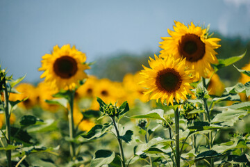 Close-up of blooming sunflower in a field near Chatillon en Diois in the south of France (Drome)