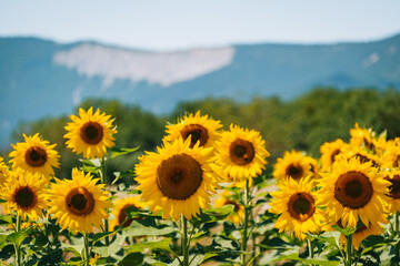 Rows of sunflowers blooming in a field in summer near Chatillon en Diois, with the Vercors mountains in the background in the south of France (Drôme)