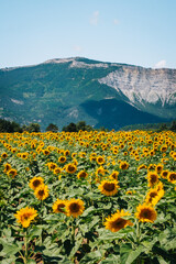 Rows of sunflowers blooming in a field in summer near Chatillon en Diois, with the Vercors mountains in the background in the south of France (Drôme) © Pernelle Voyage