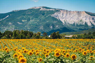 Rows of sunflowers blooming in a field in summer near Chatillon en Diois, with the Vercors mountains in the background in the south of France (Drôme)