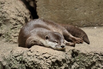Obraz premium 寝ているコツメカワウソ