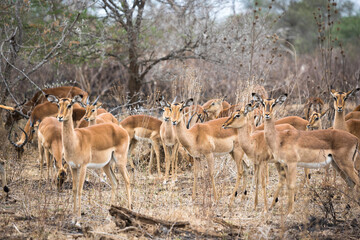 A large group of Impala standing in the dry bushveld together looking alert