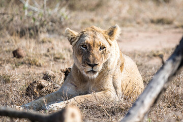A lioness laying down in the early morning looking tired