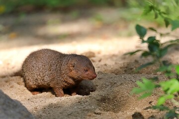 コビトマングースのポートレート