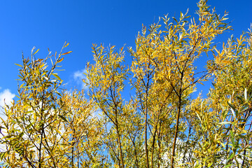 Fototapeta premium yellow leaves on a blue autumn sky