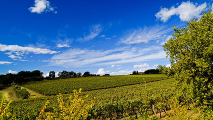 Le colline e i vigneti sul percorso dell'Eroica . Panorama autunnale. Chianti, Toscana. Italia-8