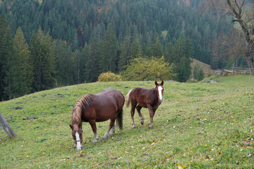 Obraz na płótnie Canvas horses in the Carpathians