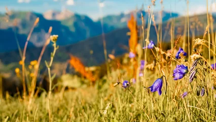 Foto op Canvas Campanula scheuchzeri, Scheuchzer's bellflower, at Mount Hochjoch, Schruns, Bludenz, Montafon, Vorarlberg, Austria © Martin Erdniss