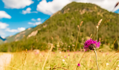 Obraz premium Centaurea scabiosa, greater knapweed, near Heiterwang, Reutte, Tyrol, Austria