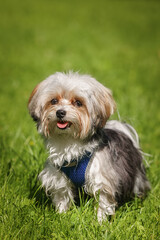 Beautiful puppy of bolognese dog..