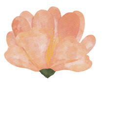 Watercolor flower, orange-beige color, single flower 