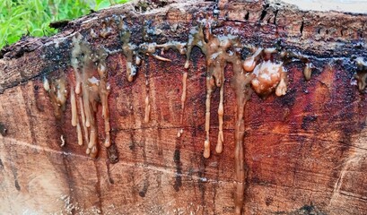 close up of a tree trunk