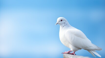 White dove on a isolated blue background, peace and freedom symbol bird