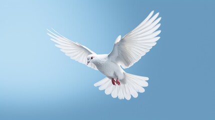 Fototapeta premium Flying white dove on a isolated blue background, peace and freedom symbol bird