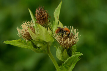 Ackerhummel (Bombus pascuorum) © Karin Jähne