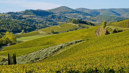 Obraz premium Le colline e i vigneti sul percorso dell'Eroica . Panorama autunnale. Chianti, Toscana. Italia