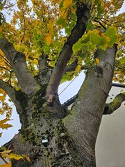 Tolle farben des Herbstes. So bunt und so schön 