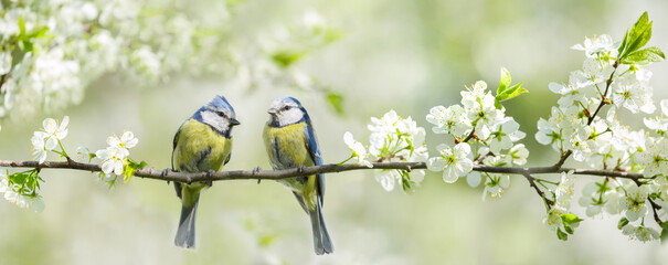 Little birds sitting on branch of blossom tree. The blue tit. Spring time