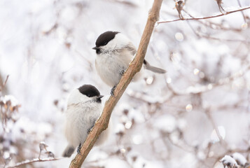 Obraz na płótnie Canvas Little birds perching on snowy branch. Black capped chickadee. Winter time