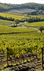 Le colline e i vigneti sul percorso dell'Eroica . Panorama autunnale. Chianti, Toscana. Italia