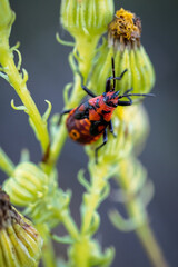 Spilostethus pandurus. Seed bug in its natural environment.