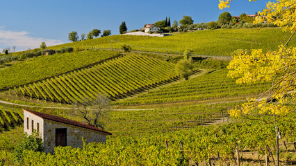 Le colline e i vigneti sul percorso dell'Eroica . Panorama autunnale. Chianti, Toscana. Italia