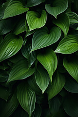 wallpaper, a close up of a bunch of green leaves, wide overhead shot