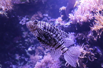 lionfish