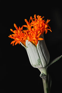 Senecio cephalophorus makro Bl&uuml;te Sukkulente