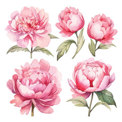 set of pink roses collection in watercolor style