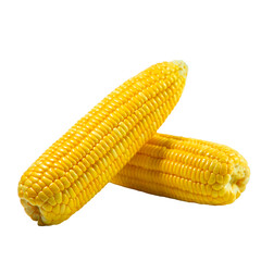 Peeled corn on the cob on a white background. Corn on the cob kernels peeled , Corn on the cob kernels peeled. Cob of ripe sweet corn isolated . Sweet boiledcob isolated on white background