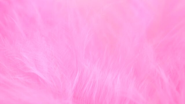 Pink feather close-up. Selective focus, slow motion feather background. Macro. Pink fluffy background