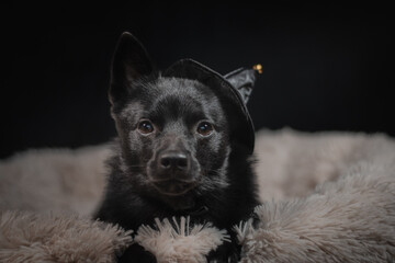 Black dog in a halloween hat