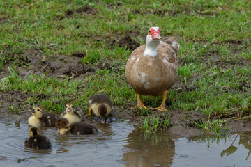 Warzenente mit K&uuml;ken auf einer Wiese