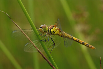 Closeup of a male Common Darter, Sympetrum striolatum against a green blurred background in the field