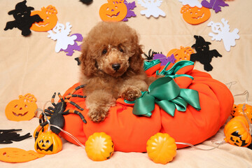 Poodle puppy in a pumpkin-shaped pillow