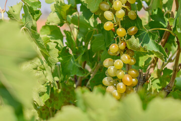 Grapes in a vineyard in the city of Shiraz