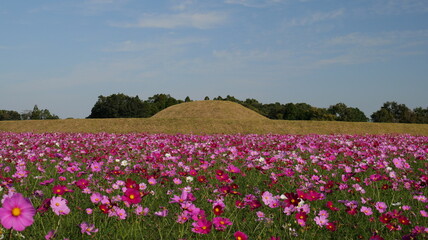 宮崎県西都市西都原古墳群のコスモス