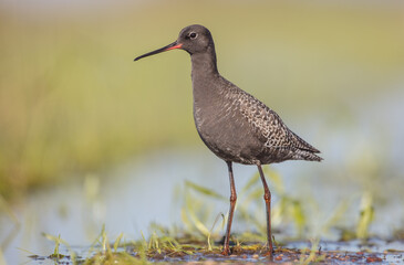 Spotted redshank  - in spring feeding at wetland  on the migration way