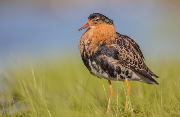 Ruff - male bird at a wetland on the mating season in spring