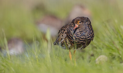Ruff - male bird at a wetland on the mating season in spring