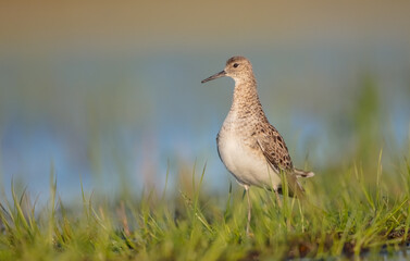 Ruff -  female feeding at the wetland on the mating season in spring