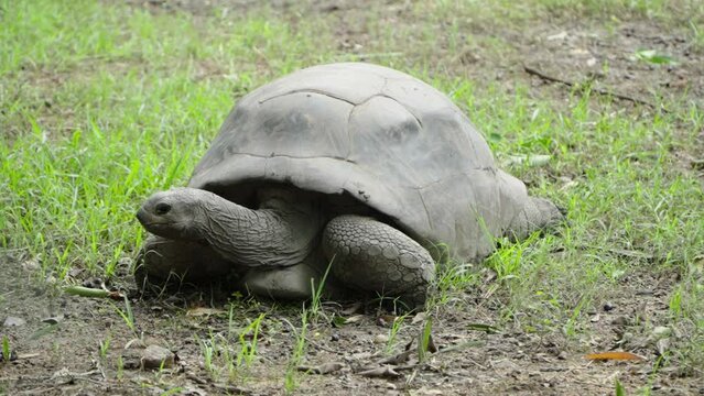 The turtle moves its head back and forth In the zoo