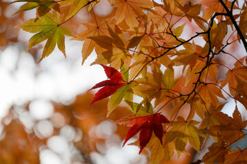秋晴れの笹流れダム公園