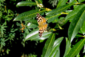 Painted Lady (Vanessa cardui) butterfly perched on a white flower in Zurich, Switzerland