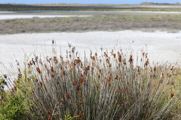 Salt deposits on the coast in the Camargue