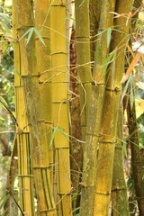 Closeup of bamboo stems