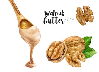 Watercolor illustration of walnut nut and walnut butter in wooden spoon close up. A hand-drawn set design template for packaging, menu, postcards