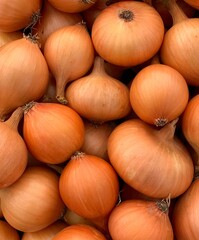 harvest organic onion. concept of organic vegetables