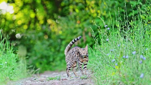 Bengal cat hunting and playing outdoor in grass and flowers